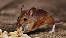 24 Hour & Emergency Exterminators in Burrillville, RI